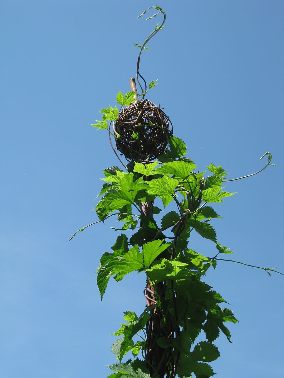 hops, garden, sky, art, nature, tree, branch, leaf, blue, plant part HD wallpaper