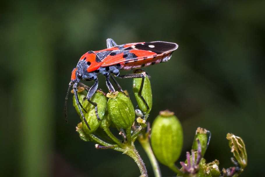 insect, macro, nature, beetle, animal wildlife, animal themes HD wallpaper