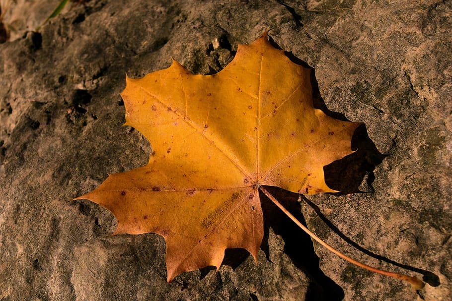 leaf, autumn, maple leaf, transient, stone, sun, autumn sun HD wallpaper