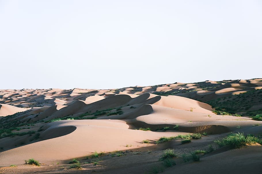 desert with trees and plants, landscape photography of desert HD wallpaper