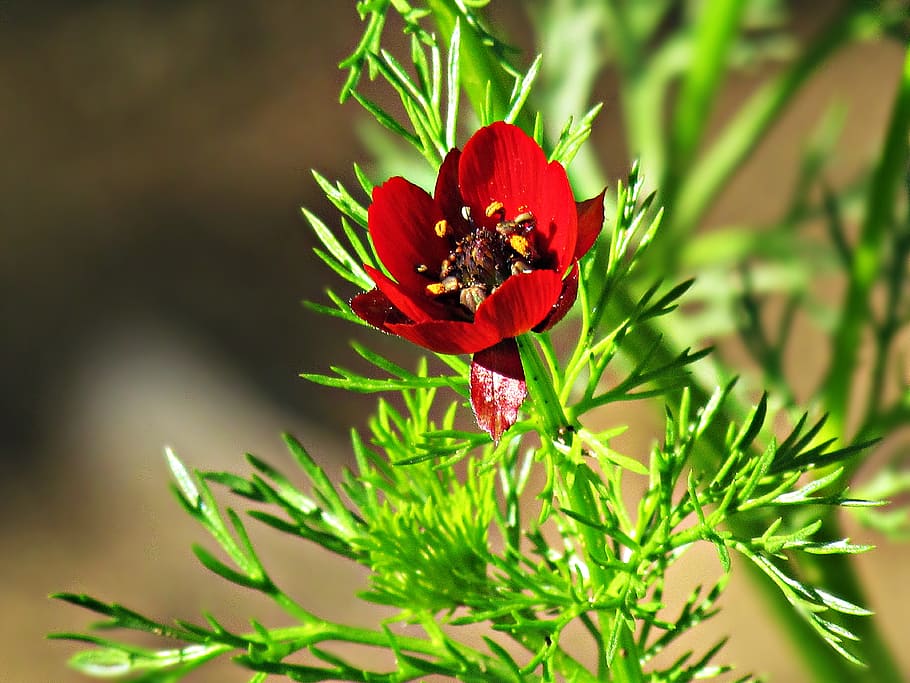 flower, red, bloom, flora, spring, nature, red flower, blooming flowers HD wallpaper