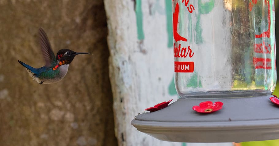 flying humming bird near on clear glass jar, cuba, hummingbird HD wallpaper