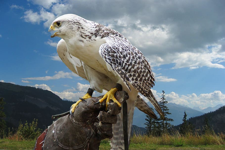 brown and white Eagle standing on left person's hand, bird, raptor