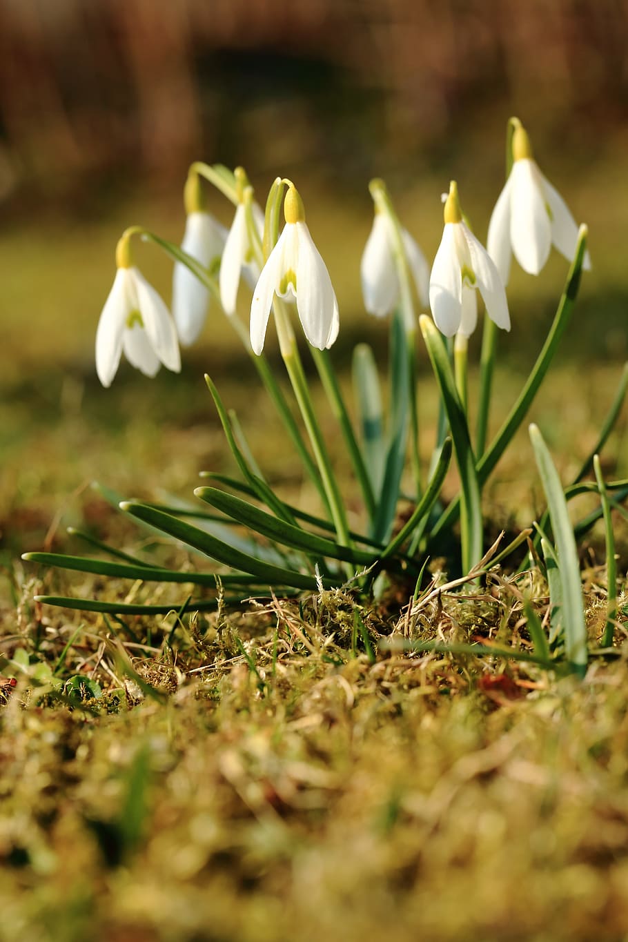 snowdrop, spring, flower, snowdrops, flowers, white, plant HD wallpaper