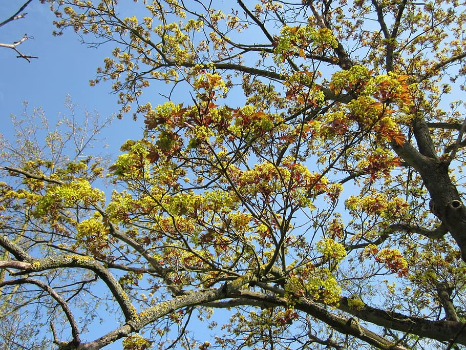 germany, tree, trees, sky, clouds, nature, outside, spring HD wallpaper