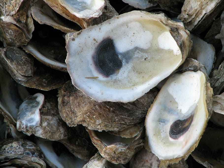 oysters, shells, sea life, food, nature, close-up, no people HD wallpaper