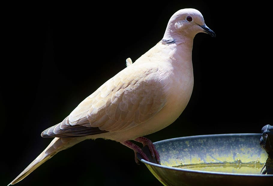 brown and gray bird on plate, dove, collared, nature, city pigeon HD wallpaper