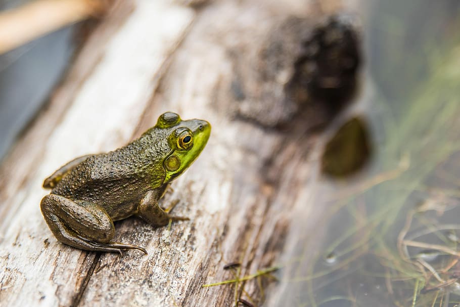 green frog in macro shot photography, closeup photography of grey and green frog on branch HD wallpaper