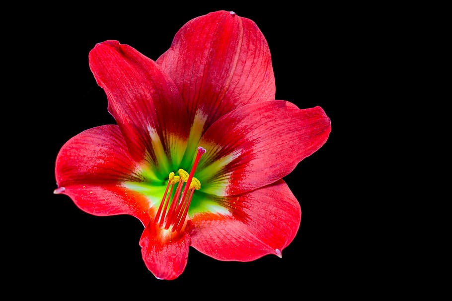 blossom, bloom, flower, red, flowering plant, freshness, black background HD wallpaper