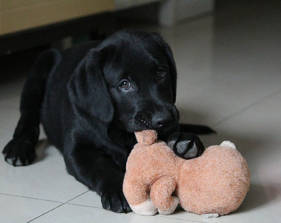 close-up photo of black Labrador retriever puppy biting brown animal plush toy HD wallpaper