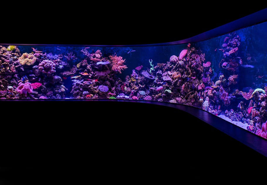 school of pet fish, clear glass aquarium with ornaments, fish tank