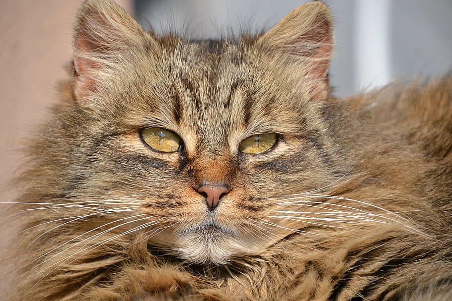 closeup photo of brown and black cat, mackerel, grey, mieze HD wallpaper
