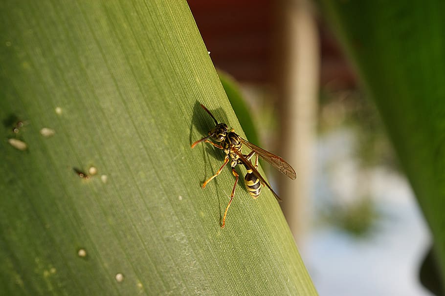 nature, insect, wasp, macro, bichito, animal themes, animal wildlife HD wallpaper