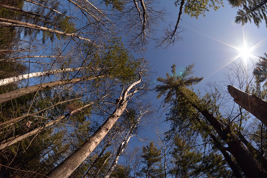 trees, sun, forest, sunlight, natural, park, environment, scenery HD wallpaper