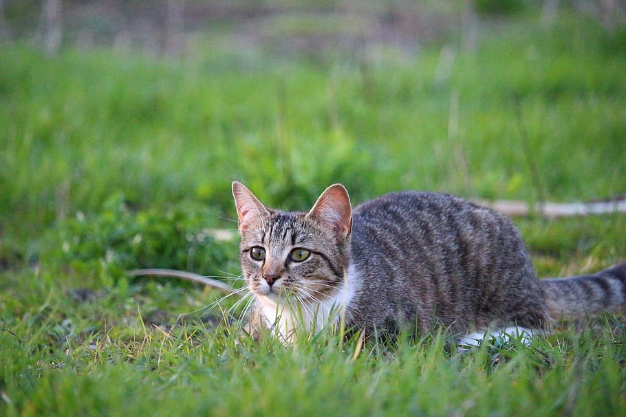 Kitten, Tiger Cat, mieze, domestic cat, grass, lauer, mackerel HD wallpaper
