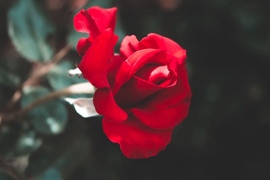 selective focus photography of red rose flower, love, romance HD wallpaper