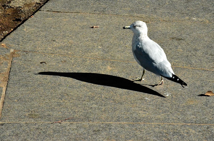 seagull, bird, animal, nature, holiday, new york, manhattan HD wallpaper
