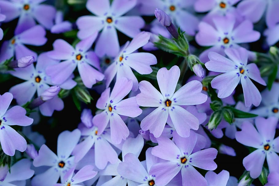 purple flowers, plant, garden, spring, bloom, flowering plant HD wallpaper
