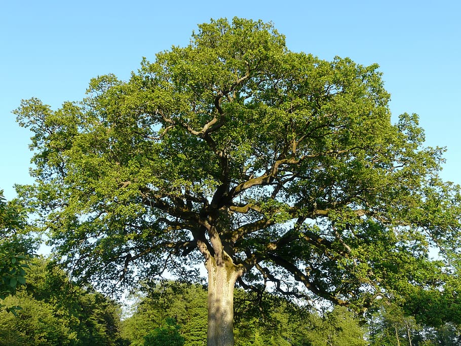 green leafed tree, Oak, Huge, large, powerful, quercus, nature HD wallpaper