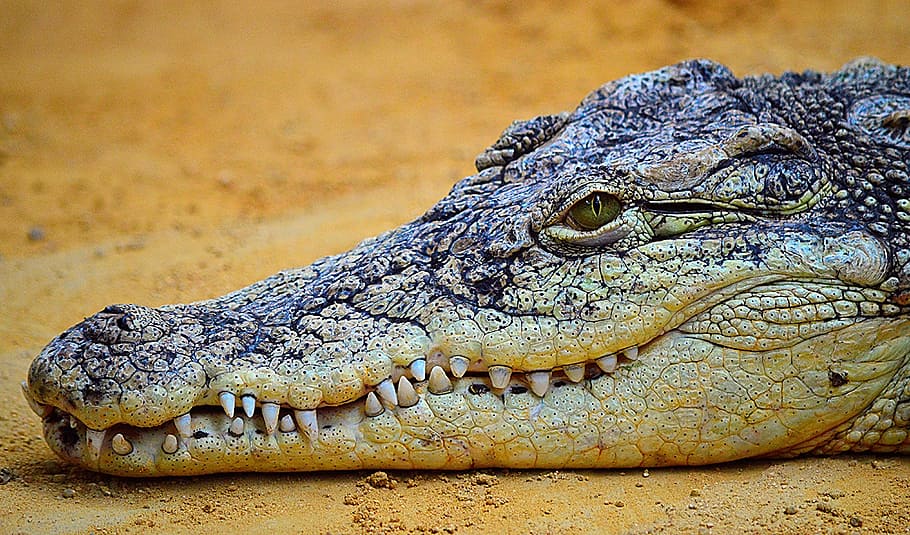 white and black aligator, crocodile, reptile, nature, wildlife