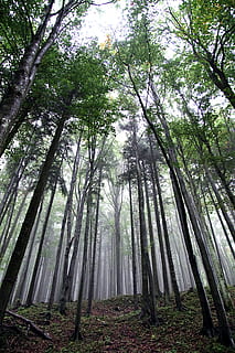 forest, the fog, tree, high, slope, mountains, fern, spruce HD wallpaper