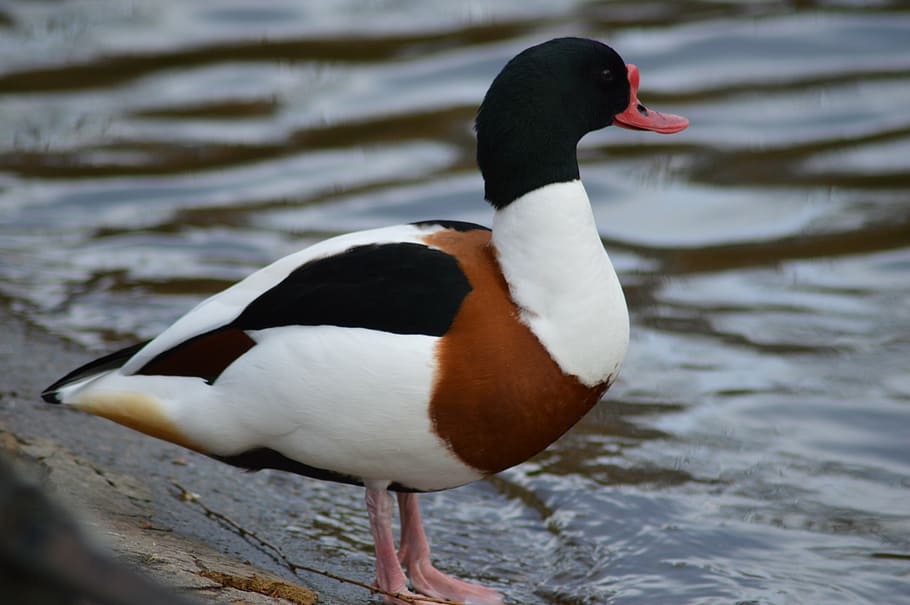 duck, animal, pond, bird, nature, wildlife, lake, water, water Bird HD wallpaper