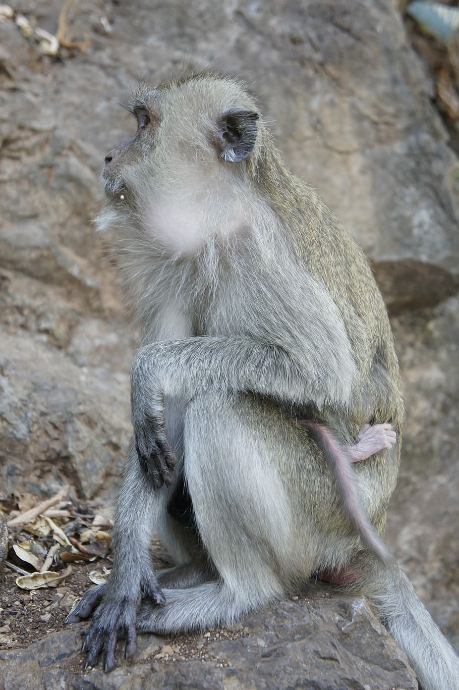 Thai, Monkey, Temple, Primate, Thailand, nature, asia, animal HD wallpaper