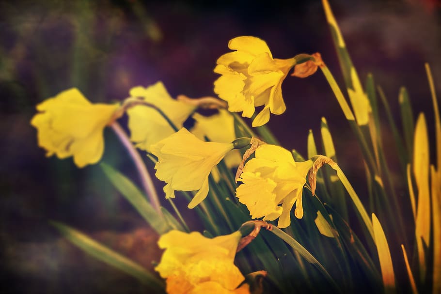 daffodils, yellow, flowers, spring, nature, flowering plant HD wallpaper