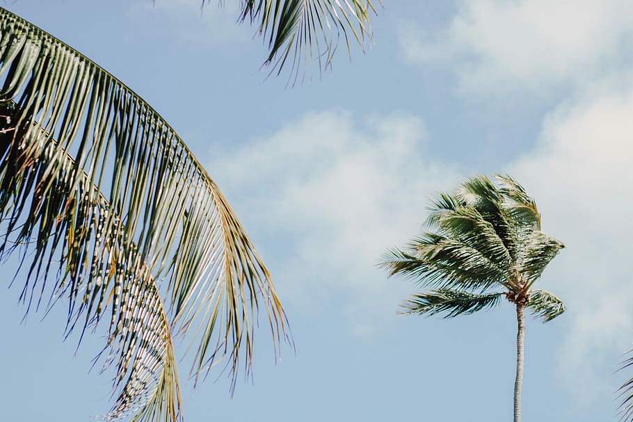 coconut trees during daytime, green coconut trees under blue sky at daytime HD wallpaper