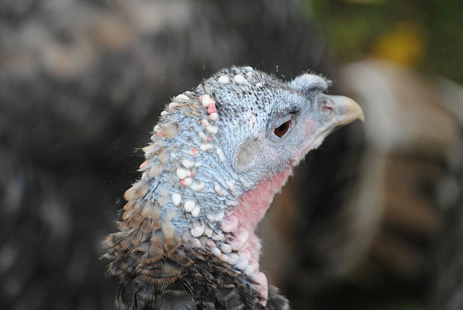 Bird, Turkey, Head, animal wildlife, one animal, animals in the wild HD wallpaper