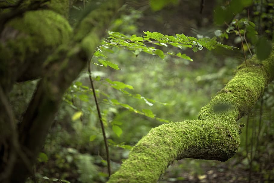 nature, forest, forests, trees, green, moss, plant, green color HD wallpaper