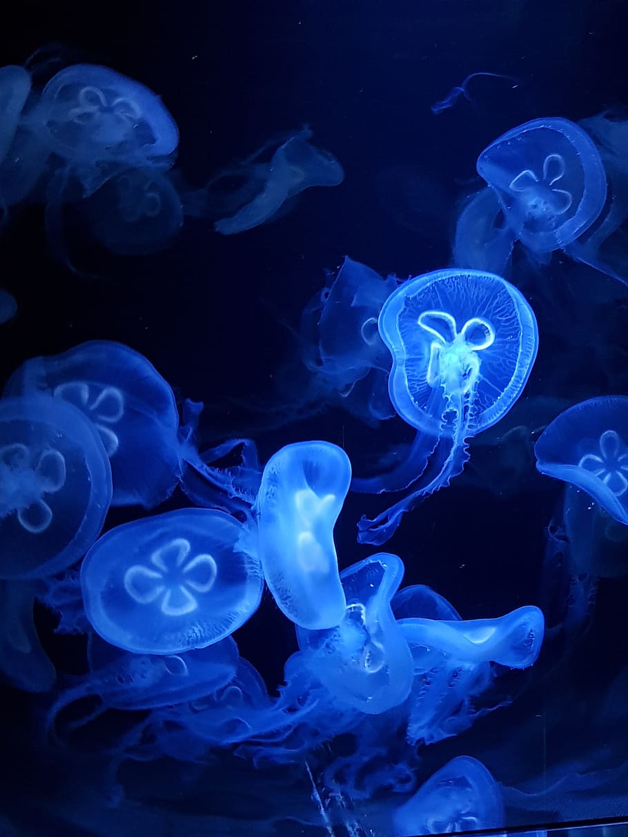 HD wallpaper: underwater, jellyfish, desktop, aquarium, deep, ocean, color  | Wallpaper Flare