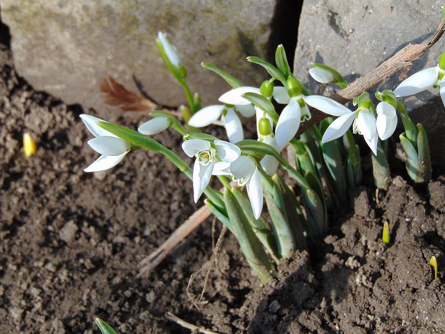 Snowdrops, Flowers, White, Garden, growing, dirt, growth, agriculture HD wallpaper