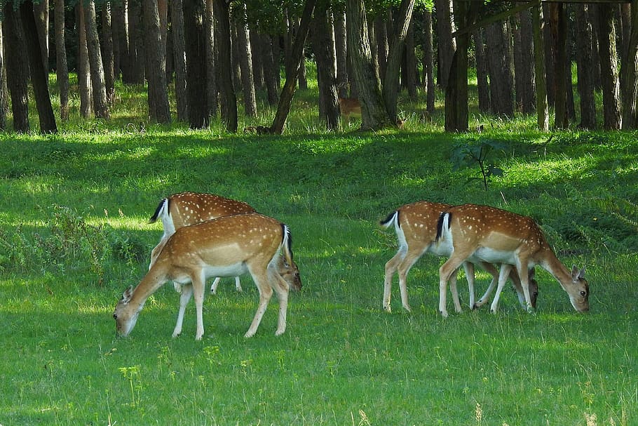 deer, fallow deer, grass, mammal, animal, plant, land, tree HD wallpaper