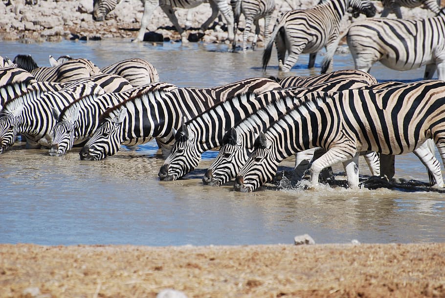 zebras in body of water, Drinking, Safari, Nature, africa, safari Animals