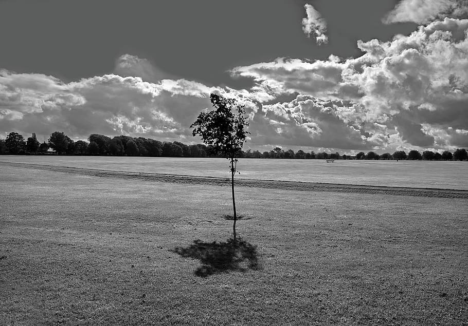 park, grass, space, tree, trees, sky, black, white, background HD wallpaper