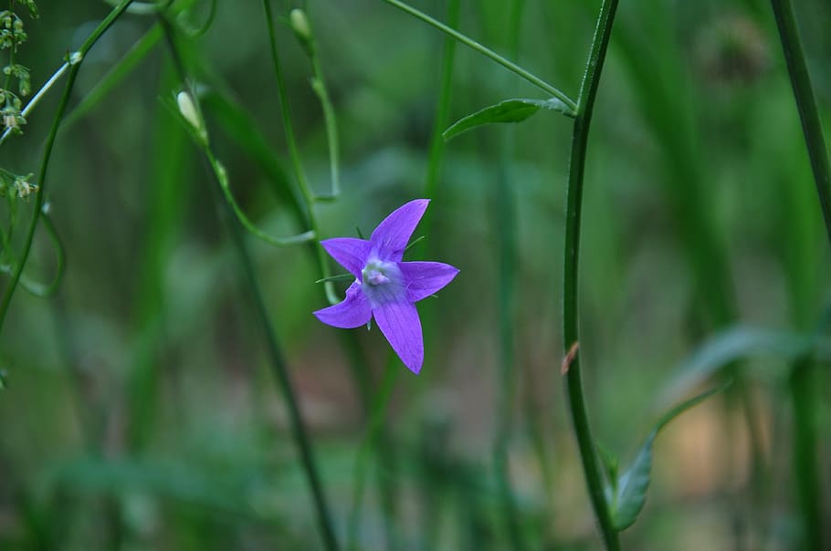 blue star, flower, forest, field, flowering plant, freshness HD wallpaper