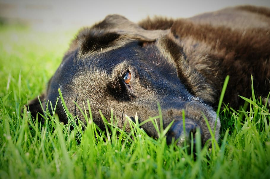 dog, grass, rush, dreamy, concerns, animal, meadow, big dog HD wallpaper