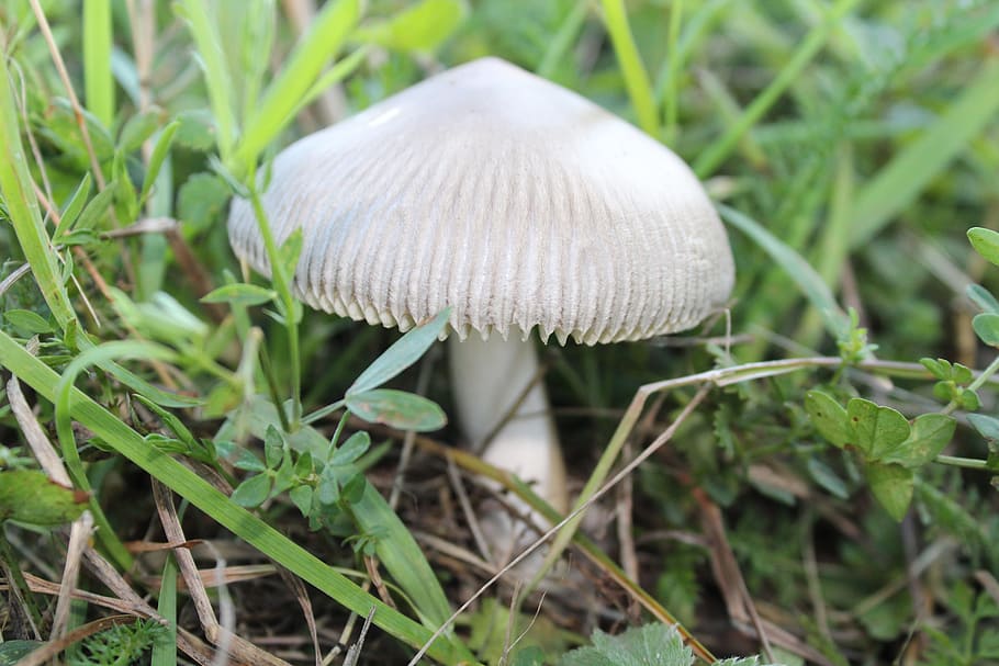fungus, forest, nature, mushroom, growth, plant, vegetable HD wallpaper
