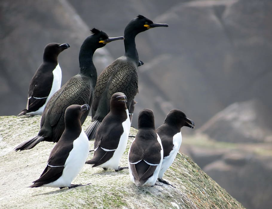 seven black birds perch on gray rock during daytime, shags, razorbills