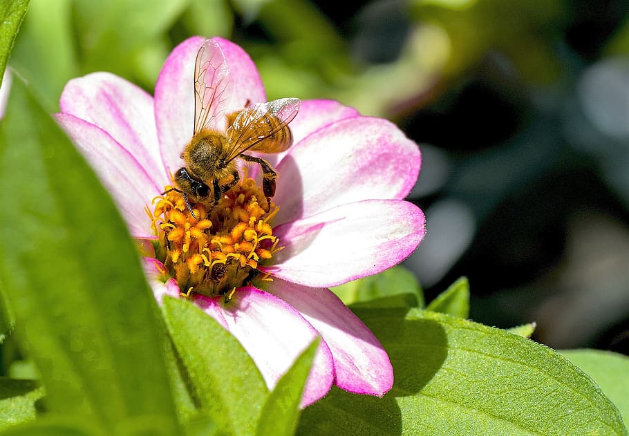 Bee, Animal, Macro, Insect, Flower, garden, natural, one animal HD wallpaper