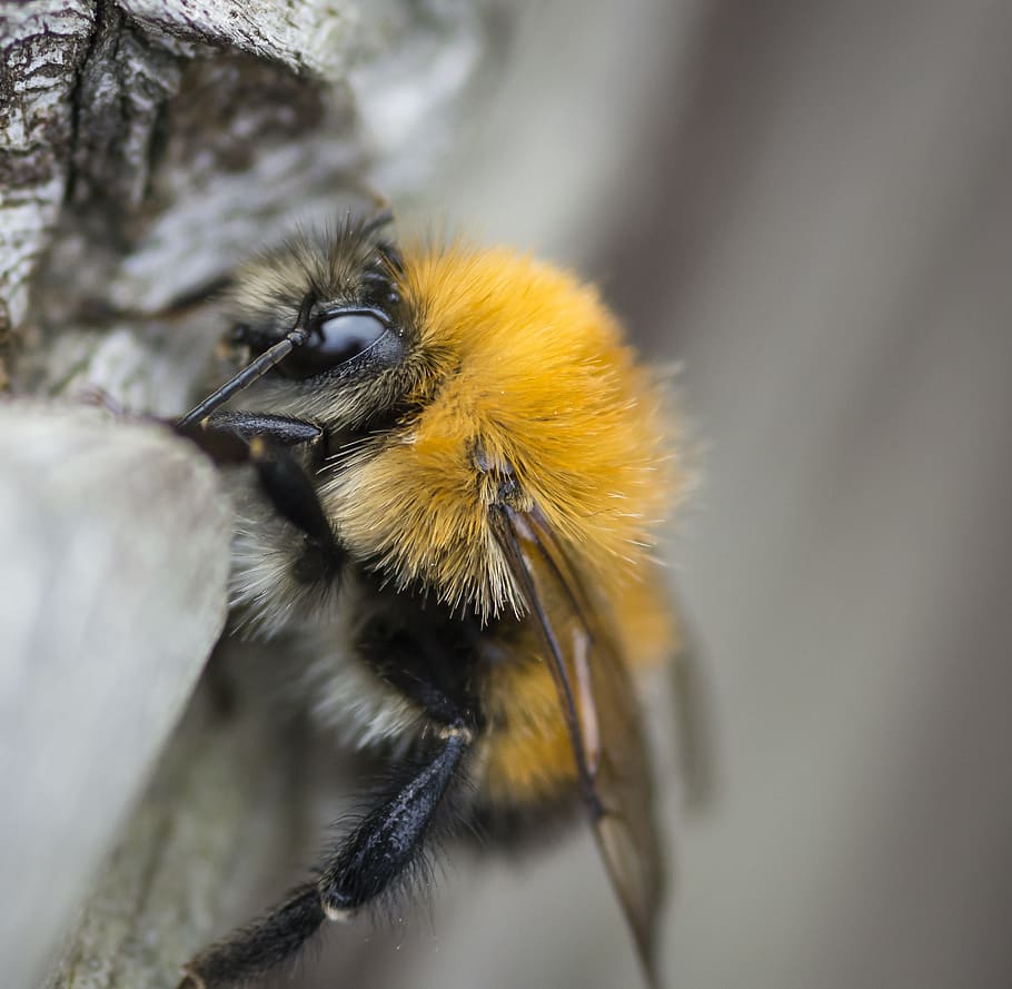 bee, insect, pollinator, pollen, wild, wax, fly, wing, animal themes HD wallpaper