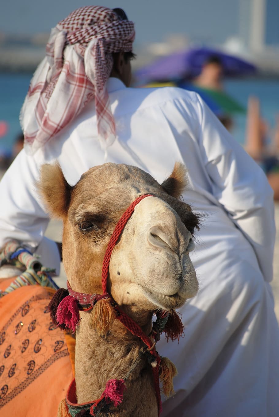 abu dhabi, dubai, emirates, orient, camel, sheikh, arabs, one animal, HD wallpaper