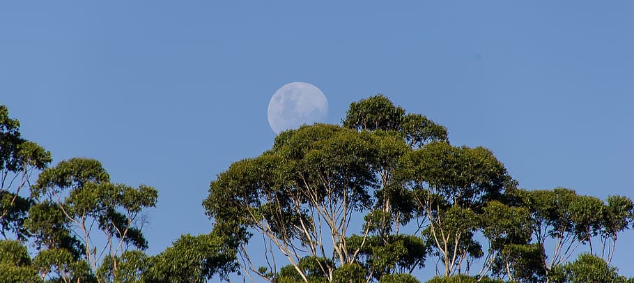 moon, sky, trees, blue, australia, plant, nature, clear sky HD wallpaper