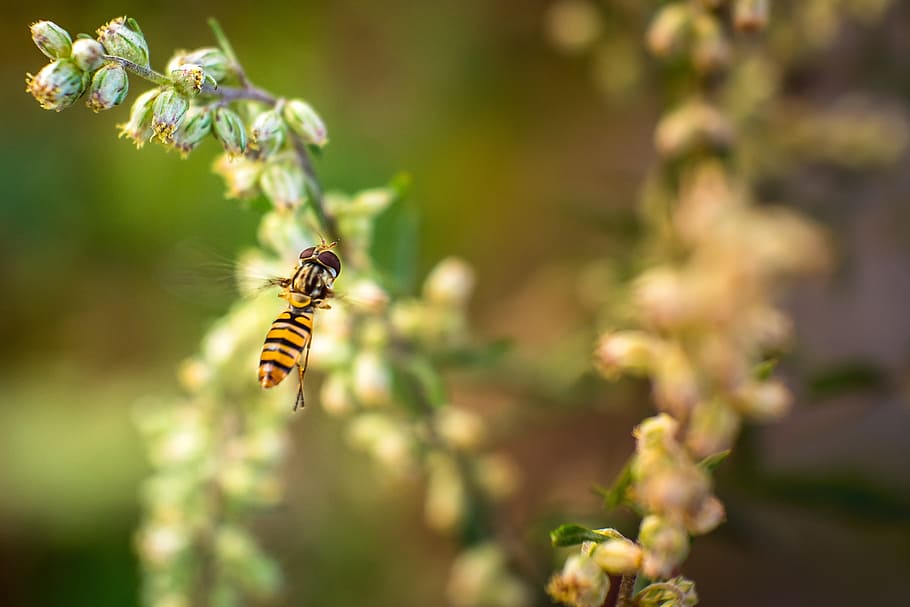 insect, hoverfly, nature, macro, arthropod, bug, closeup, animal themes HD wallpaper