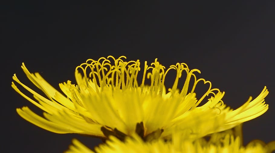 hawkweed, blossom, bloom, macro, yellow, medicinal herb, medicinal plant HD wallpaper
