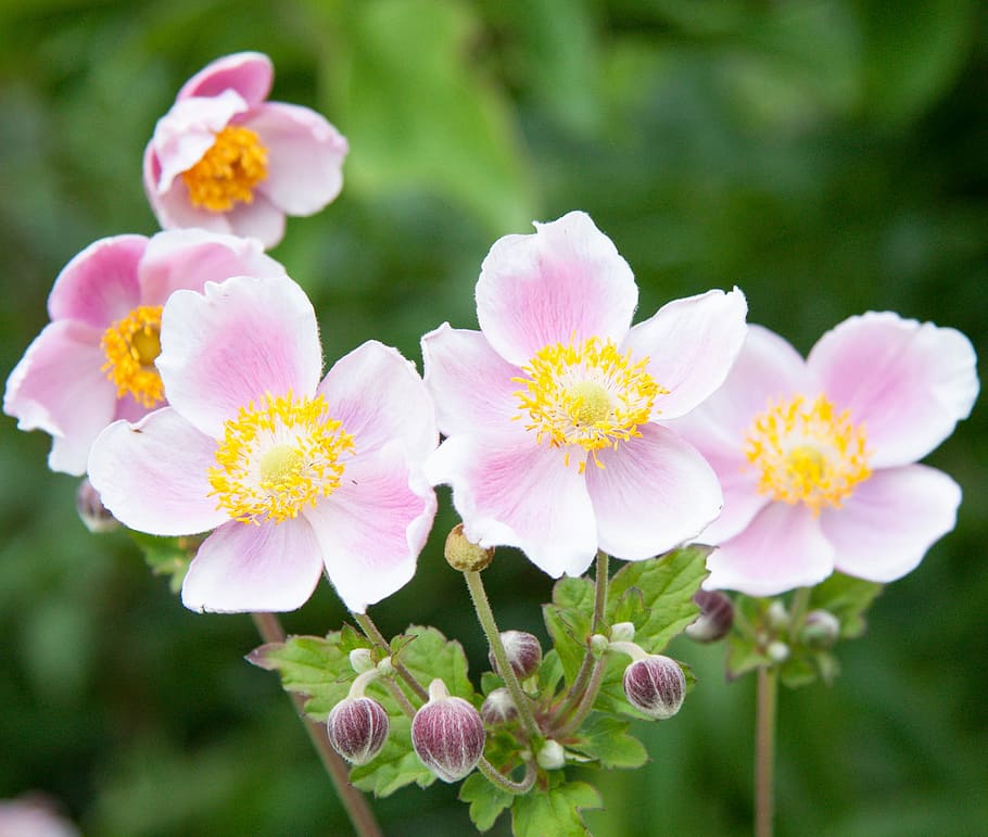 Nature, Plant, Bloom, Spring, Flower, pink color, outdoors HD wallpaper