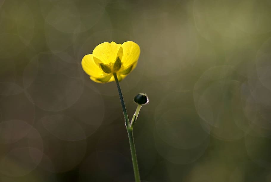 buttercup, yellow, flower, tiny, the petals, green, the background HD wallpaper