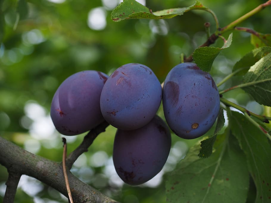 plums, plum tree, fruit, food, blue, healthy, violet, purple HD wallpaper