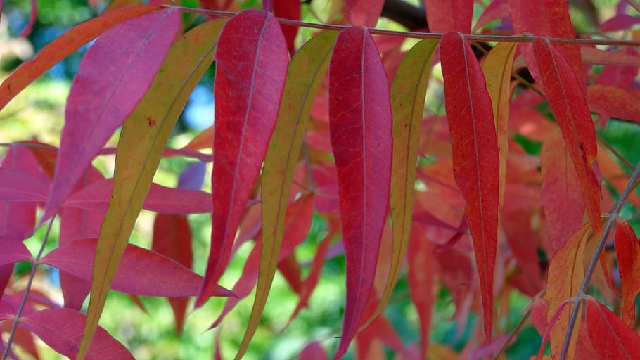 autumn, leaves, fall, fall colors, fall leaves, colorful, nature HD wallpaper